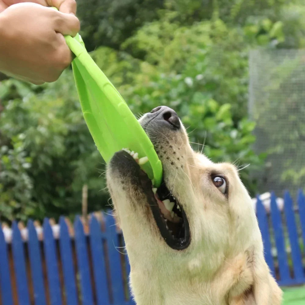 Frisbee för hundar